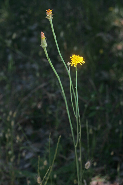 Hypochaeris radicata, Costolina giuncolina, Erba porcellina radicata, Ipocheride radicata, Cabbirozzu, Cicoria burda, Costhi d'ainu, Ziru di lingua di boiu