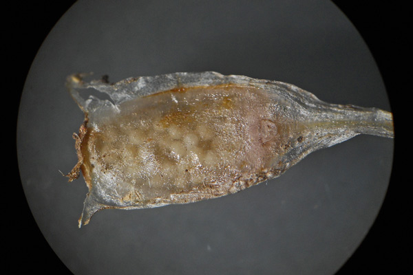 Isoëtes histrix, Calamaria istrice