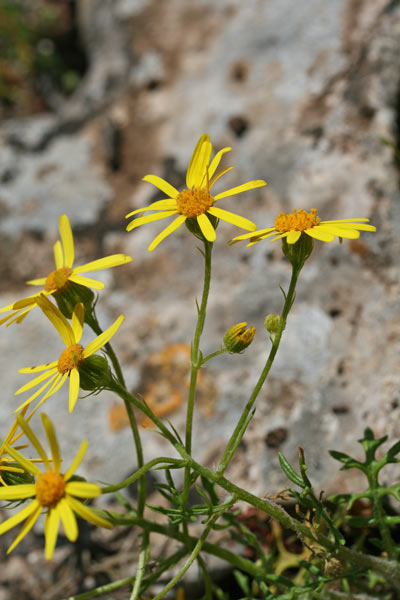 Jacobaea delphinifolia, Senecio granuloso