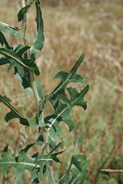 Lactuca sativa subsp. serriola, Erba bussola, Lattuga selvatica, Scarola, Latua