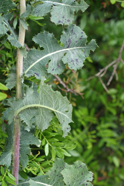 Lactuca virosa, Lattuga velenosa, Lattia procina, Lattuca-lattuca, Lattia budra