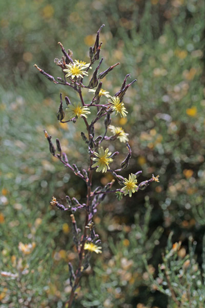 Lactuca virosa, Lattuga velenosa, Lattia procina, Lattuca-lattuca, Lattia budra