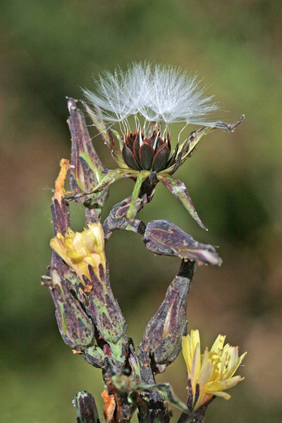 Lactuca virosa, Lattuga velenosa, Lattia procina, Lattuca-lattuca, Lattia budra