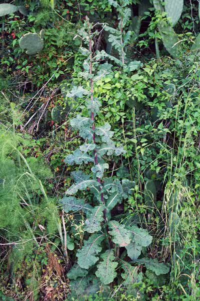 Lactuca virosa, Lattuga velenosa, Lattia procina, Lattuca-lattuca, Lattia budra