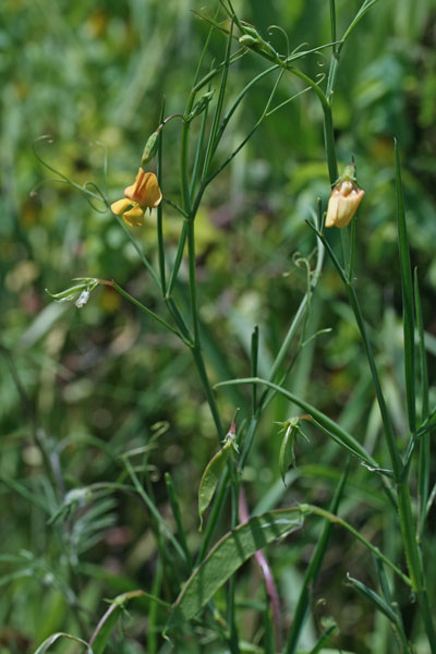 Lathyrus annuus, Cicerchia annuale, Cicerchia pallida, Letitera, Pisu de coloru