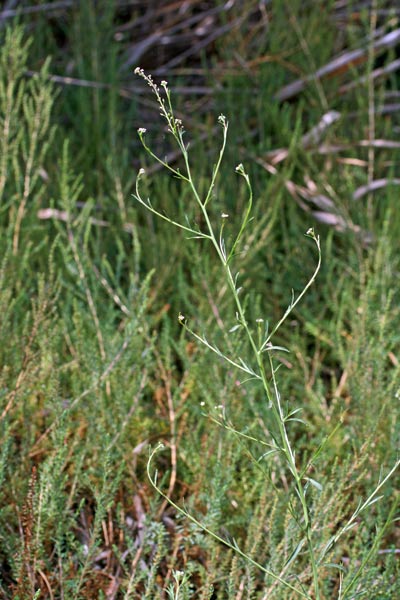 Lepidium graminifolium, Cardamontica, Lepidio graminifoglio, Erba de sciatica