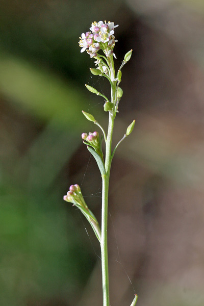 Lepidium graminifolium, Cardamontica, Lepidio graminifoglio, Erba de sciatica