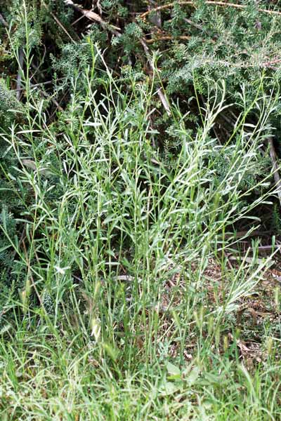 Lepidium graminifolium, Cardamontica, Lepidio graminifoglio, Erba de sciatica