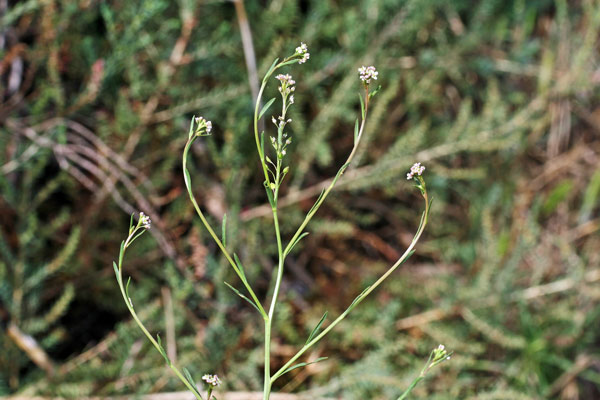 Lepidium graminifolium, Cardamontica, Lepidio graminifoglio, Erba de sciatica