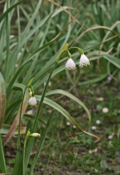 Leucojum estivum subsp. pulchellum, Campanelle