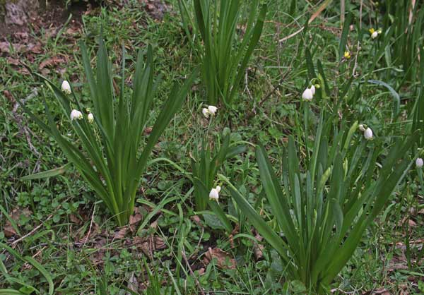 Leucojum estivum subsp. pulchellum, Campanelle