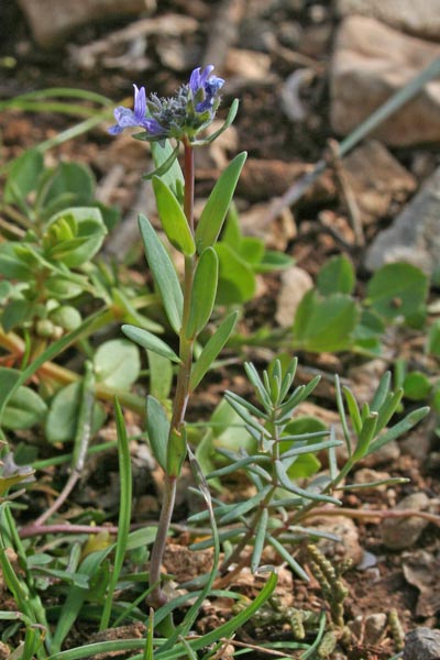 Linaria micrantha, Linajola minima, Angolieddas, Angolias