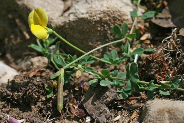 Lotus corniculatus subsp. alpinus, Ginestrino alpino, Travulleddu, Trevulleddu