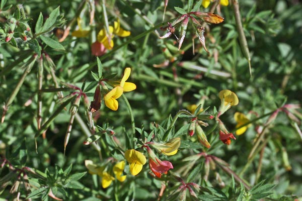Lotus corniculatus subsp. corniculatus, Ginestrino comune, Mullaghera, Travulleddu, Trevulleddu