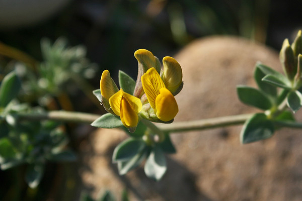 Lotus creticus, Ginestrino delle scogliere, Trevulleddu