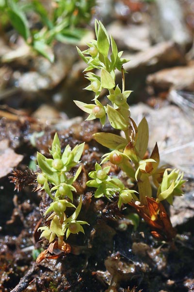 Lysimachia linum-stellatum, Lino stellato