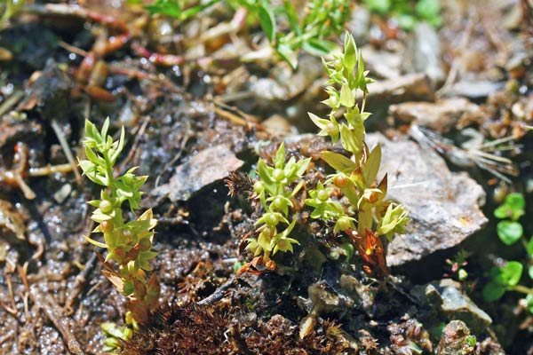 Lysimachia linum-stellatum, Lino stellato