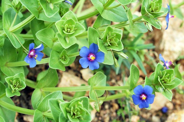 Lysimachia loeflingii, Centonchio a floglie larghe, Erba de feridas, Erba de puddas