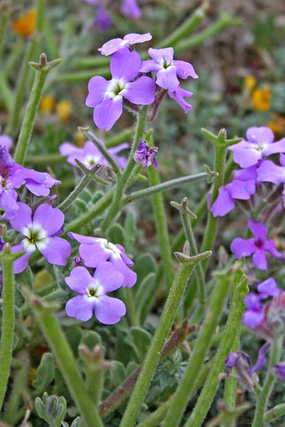 Matthiola tricuspidata, Viola marina, Violacciocca selvatica, Bascu marinu, Berbesa, Erba crabina