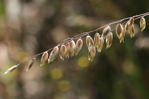 Melica minuta subsp. latifolia, Melica piramidale