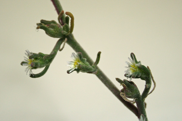 Mesembryanthemum nodiflorum, Erba cristallina stretta, Gravellinus de seda