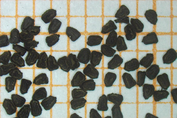 Misopates orontium, Gallinetta comune, Bucca de lioni aresti, Mortu nieddu, Proceddeddus