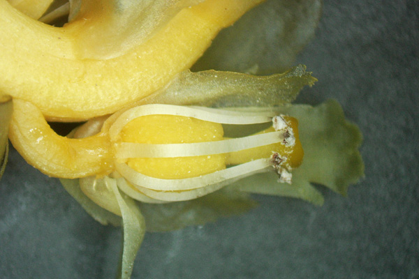 Monotropa hypophegea, Ipop&igrave;tide glabra, Monotropa glabra