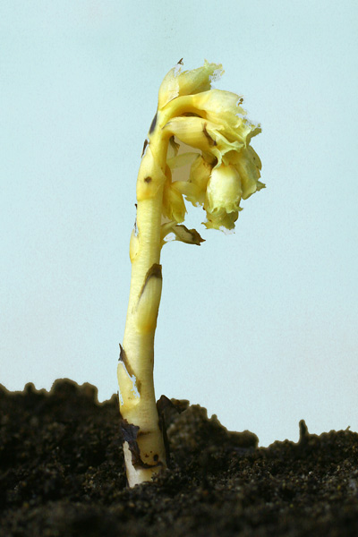 Monotropa hypophegea, Ipop&igrave;tide glabra, Monotropa glabra