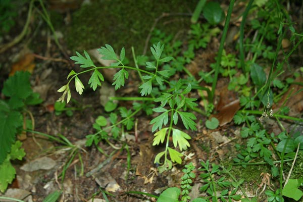 Oenanthe pimpinelloides, Finocchio acquatico comune