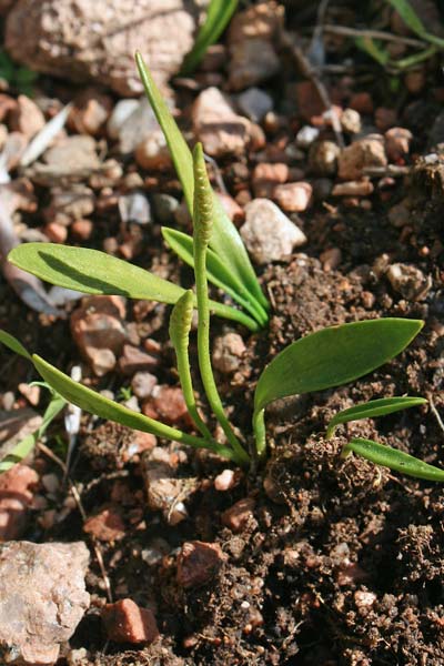 Ophioglossum lusitanicum, Ofioglosso lusitanico