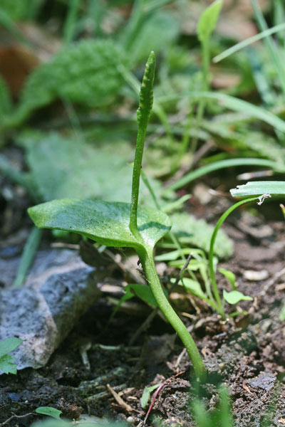 Ophioglossum vulgatum, Ophioglosso comune