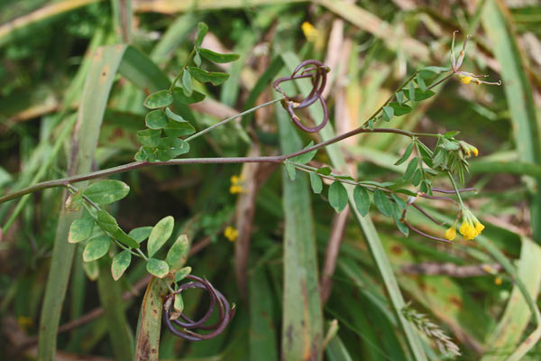 Ornithopus pinnatus, Uccellina pennata, Pei de pilloni