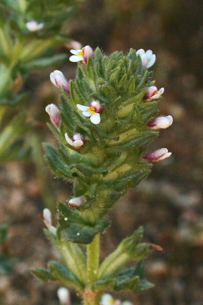 Parentucellia latifolia, Perlina rossiccia, Eufragia