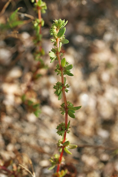 Paronychia echinulata, Paronichia istrice