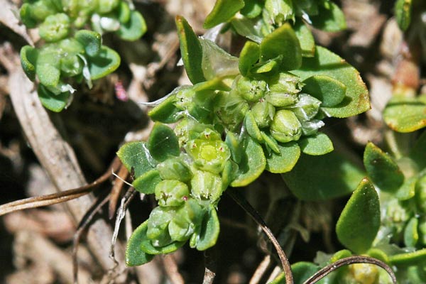 Paronychia polygonifolia, Paronichia con foglie di poligono