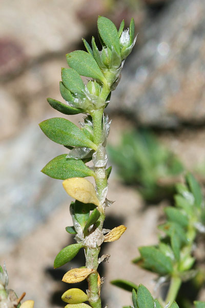 Paronychia polygonifolia, Paronichia con foglie di poligono