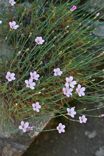 Petrorhagia saxifraga subsp. gasparrinii, Garofanina spaccasassi
