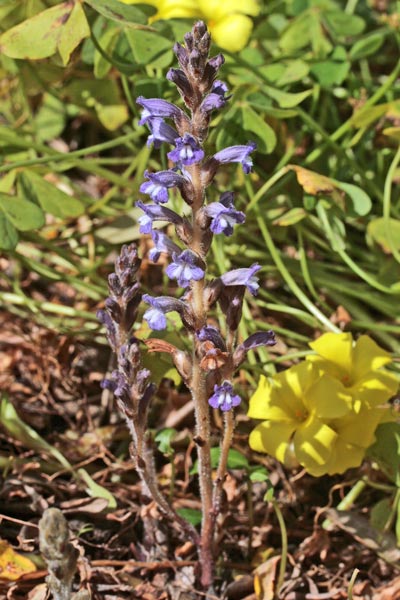 Phelipanche nana, Orobanche nana, Succiamele nana, Lillu de matta