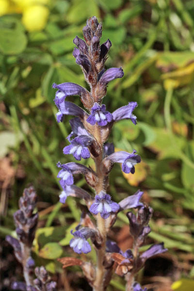 Phelipanche nana, Orobanche nana, Succiamele nana, Lillu de matta