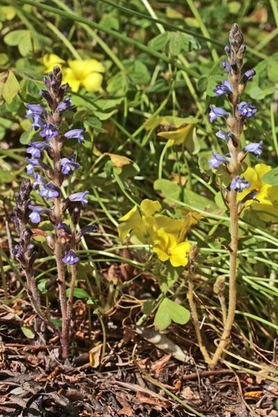 Phelipanche nana, Orobanche nana, Succiamele nana, Lillu de matta