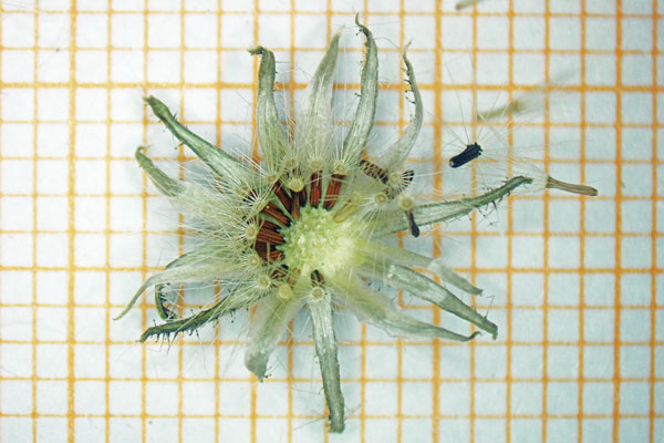 Pilosella ziziana, Pelosella ziziana