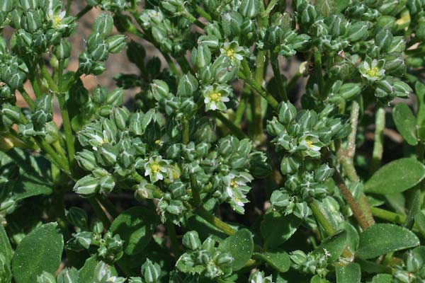 Polycarpon tetraphyllum subsp. diphyllum, Erba migliarina, Migliarina, Semolaja, Erbixedd'e puddas