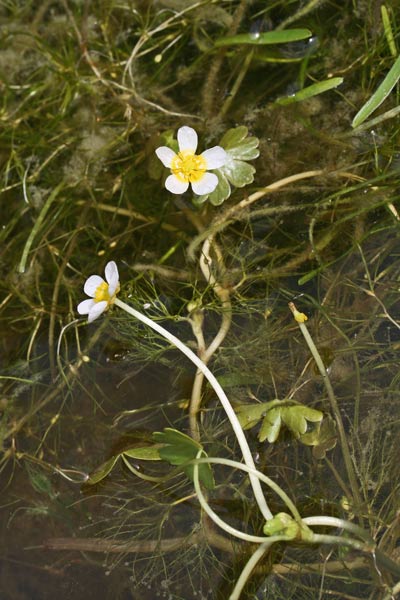 Ranunculus baudotii, Ranuncolo di Baudot, Erba de arrànas