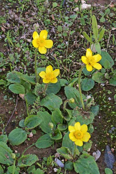 Ranunculus bullatus, Ranuncolo rosulato, Erba de arranas, Ranunculeddu grogu, Ranunculu