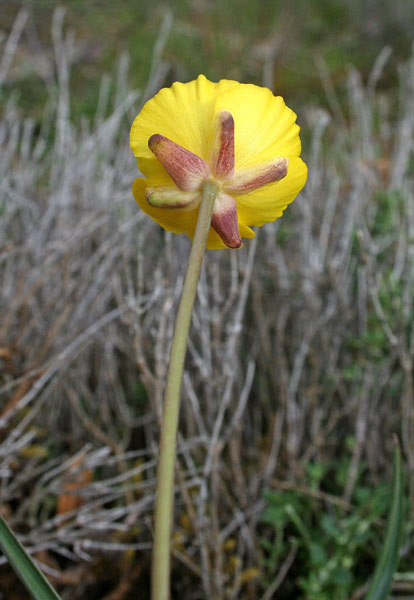 Ranunculus gramineus, Ranuncolo gramineo, Ranunculu