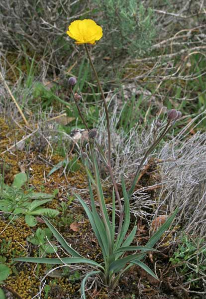 Ranunculus gramineus, Ranuncolo gramineo, Ranunculu