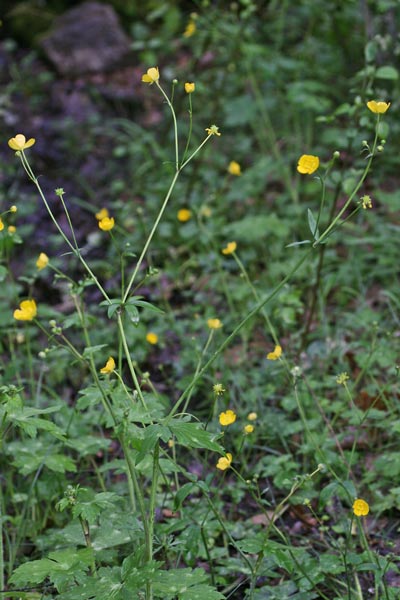 Ranunculus lanuginosus, Ranuncolo lanuto, Erba de arranas