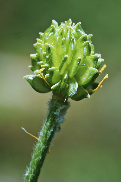 Ranunculus macrophyllus, Ranuncolo a foglie grandi, Erba de arranas
