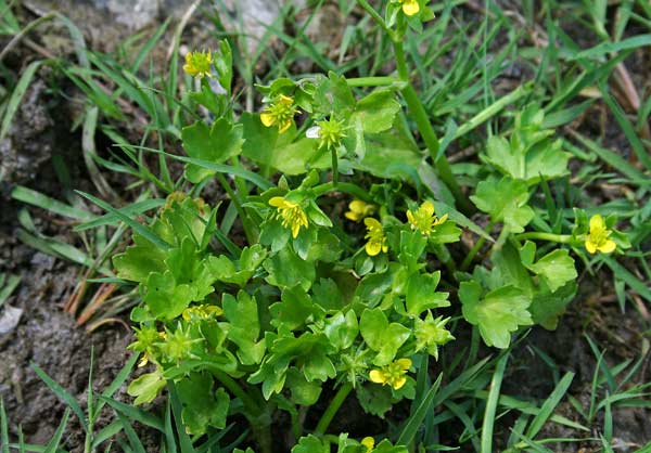 Ranunculus muricatus, Ranuncolo spinoso, Erba de arranas, Ranunculu