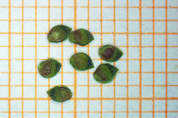 Ranunculus ophioglossifolius, Ranuncolo con foglie d'Ofioglosso, Erba de arranas, Ranunculu